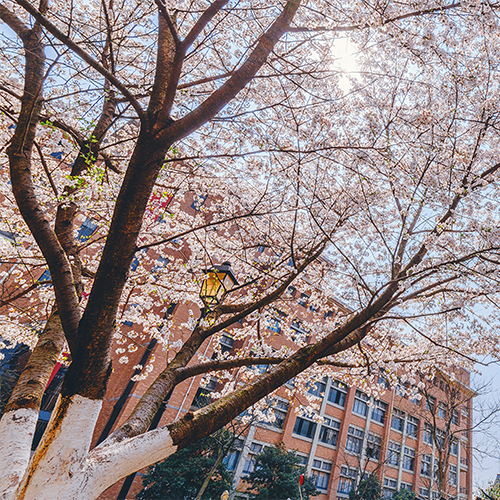 大學简介